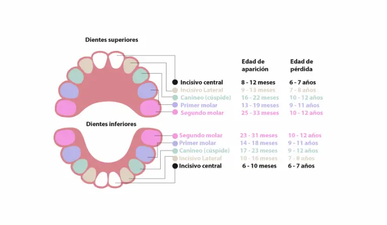 Proceso de dentición